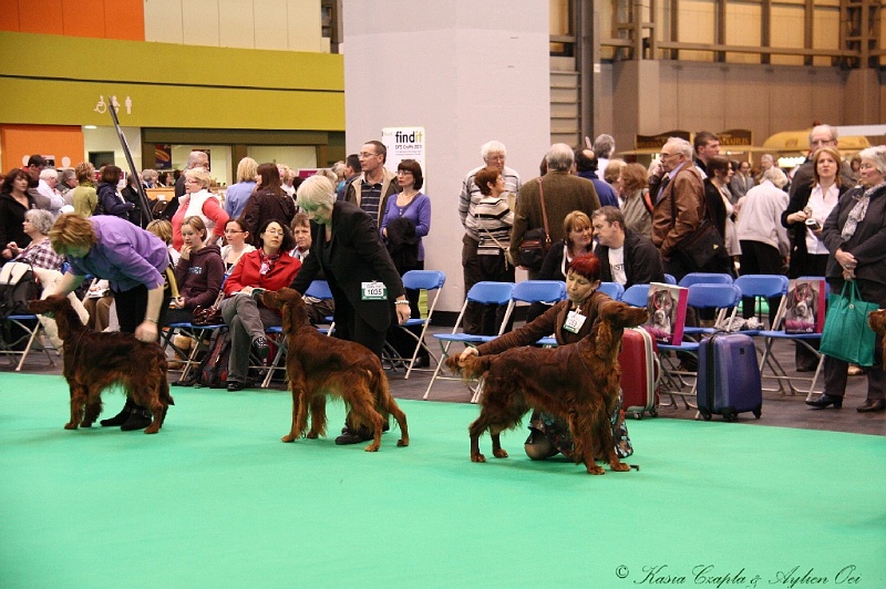 Crufts2011 455.jpg